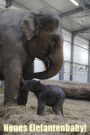 Elefantenbaby mit Mama Panang (©Foto. Tierpark Hellabrunn)